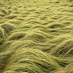 Fototapeta premium Close up view of a field of dried golden grass swaying gently in the breeze creating a textured natural background pattern