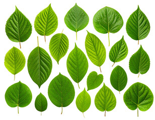 Flat Arrangement of Diverse Green Leaves, Top-Down View, Isolated