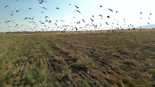 Slow motion footage of crows flocking around a brand new highway ramp and bridge. Shot of Ravens and birds flying around the fields and road on a sunny summer day. empty deserted and arid concept.
