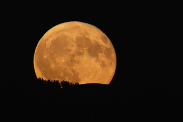 Vollmondaufgang über dem Schwarzwald, mit Baumsilhouette © Dominik Rueß