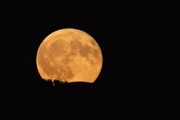 Vollmondaufgang über dem Schwarzwald, mit Baumsilhouette © Dominik Rueß