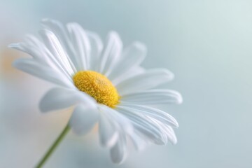 Obraz premium Macro close-up of a white daisy with a golden center and gentle background blur. Perfect for spring, wedding stationery, home decor, and botanical design