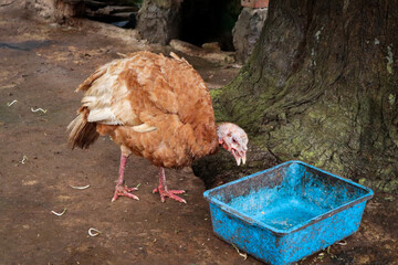 Bourbon Red turkey (Meleagris gallopavo) is a red and brown domestic bird from Kentucky, America. It's walking around while eating some corn.