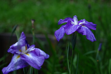 凛として優雅に咲く