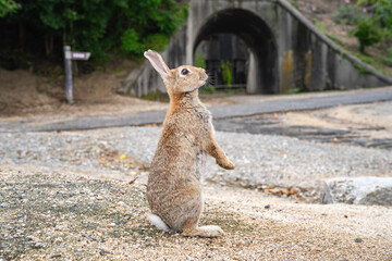 大久野島のうさぎ 広島県竹原市