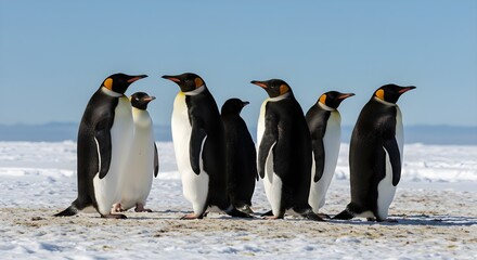 Fototapeta premium Group of emperor penguins with chicks in snowy Antarctica