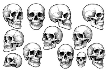 Human skull illustrations in vintage engraving style, Transparent Background