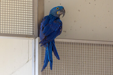 Hyazinthara im Aufzuchtgehege