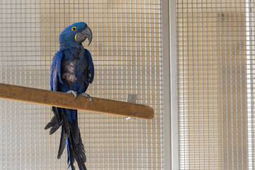 Hyazinthara im Aufzuchtgehege