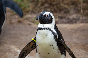 Brillenpinguin im Zoo