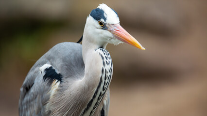Grauheiher Porträt