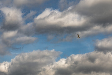 Greifvogel vor Wolken