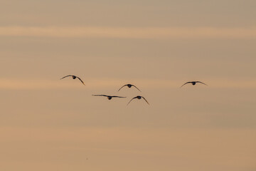 Gänse im Flug im Abendrot