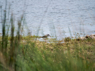 wild duck in the swamp