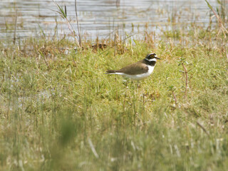 black headed gull