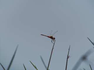 dragonfly on a green background