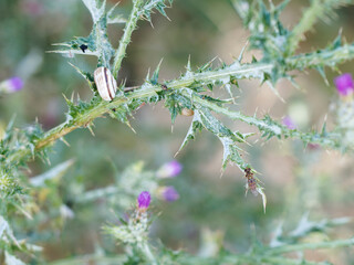 close up of thistle