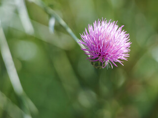 purple thistle flower
