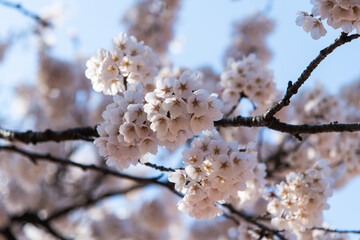low angle view of the cherry blossom clusters