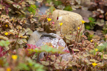 Eidechse in der Sonne