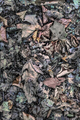 Dead autumn leaves on the floor of a wood closeup