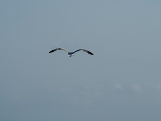 seagull flying in the sky. seagull in flight