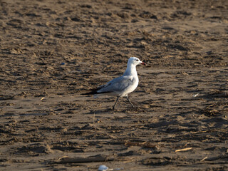 seagull on the beach