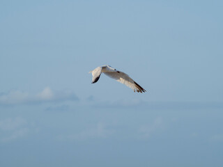 seagull flying in the sky. seagull in flight
