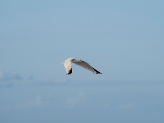 seagull flying in the sky. seagull in flight