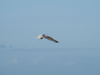 seagull flying in the sky. seagull in flight