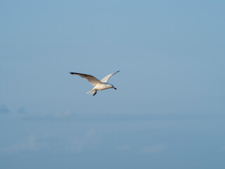 Obraz premium seagull flying in the sky. seagull in flight