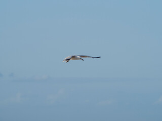 Fototapeta premium seagull flying in the sky. seagull in flight