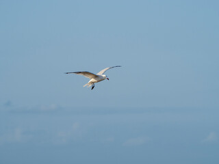 seagull flying in the sky. seagull in flight