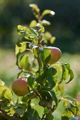 Fresh ripe pear growing on a tree branch in summer orchard