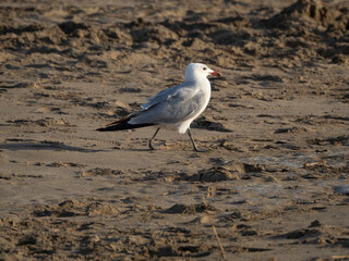 seagull on the beach