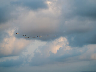 Título: Flamenco in the Ebro Delta. Adventure in Doñana. Ebro delta adventure

