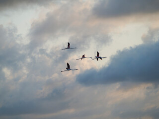 Título: Flamenco in the Ebro Delta. Adventure in Doñana. Ebro delta adventure


