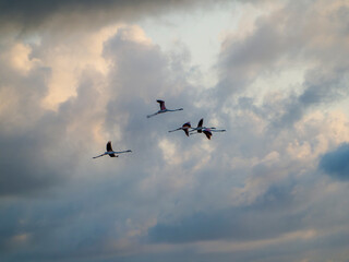 Título: Flamenco in the Ebro Delta. Adventure in Doñana. Ebro delta adventure

