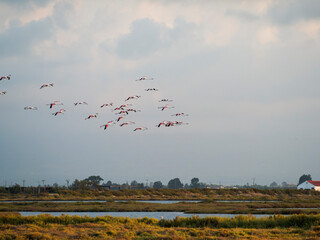 Título: Flamenco in the Ebro Delta. Adventure in Doñana. Ebro delta adventure

