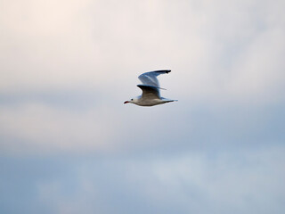 seagull flying in the sky. seagull in flight