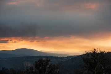 beautiful gum Trees and shrubs in the Australian bush forest. Gumtrees and native plants growing in Australia in spring at dusk with the sunset