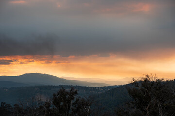 beautiful gum Trees and shrubs in the Australian bush forest. Gumtrees and native plants growing in Australia in spring at dusk with the sunset