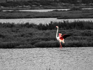 Flamenco in the Ebro Delta. Adventure in Doñana. Ebro delta adventure