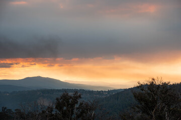 beautiful gum Trees and shrubs in the Australian bush forest. Gumtrees and native plants growing in Australia in spring at dusk with the sunset