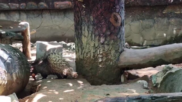A porcupine carrying a carrot in its mouth and walking around in its enclosure. It then stop and start eating the carrot before continue to carry it and walk to another place.