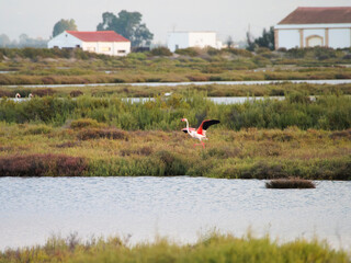 Flamenco in the Ebro Delta. Adventure in Doñana. Ebro delta adventure