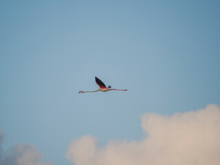Flamenco in the Ebro Delta. Adventure in Doñana. Ebro delta adventure