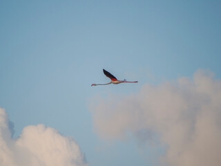 Flamenco in the Ebro Delta. Adventure in Doñana. Ebro delta adventure