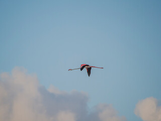 Flamenco in the Ebro Delta. Adventure in Doñana. Ebro delta adventure