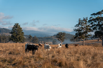beautiful cattle in Australia  eating grass, grazing on pasture. Herd of cows free range beef being regenerative raised on an agricultural farm. Sustainable farming